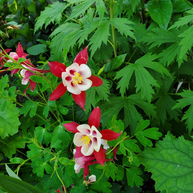 f:id:sakura__iro:20220508154012j:image f:id:sakura__iro:20220508154012j:image