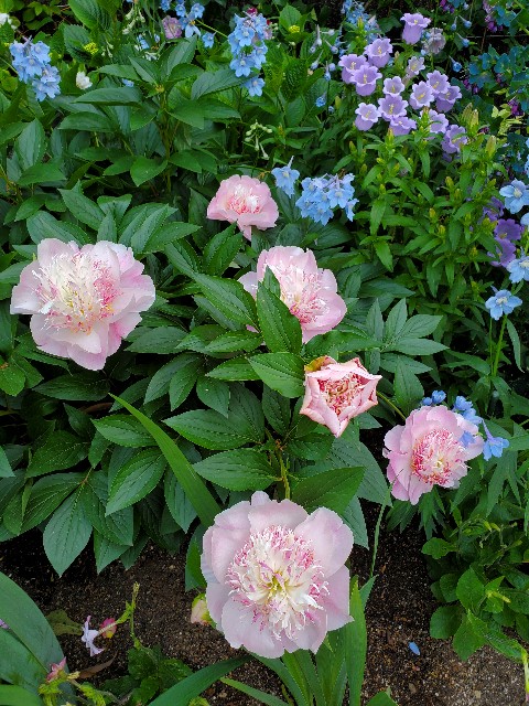 f:id:sakura__iro:20220508154059j:image f:id:sakura__iro:20220508154059j:image