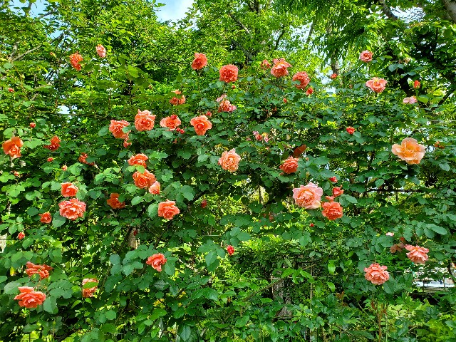 f:id:sakura__iro:20220508154128j:image f:id:sakura__iro:20220508154128j:image