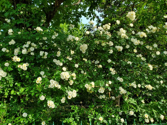 f:id:sakura__iro:20220508154153j:image f:id:sakura__iro:20220508154153j:image
