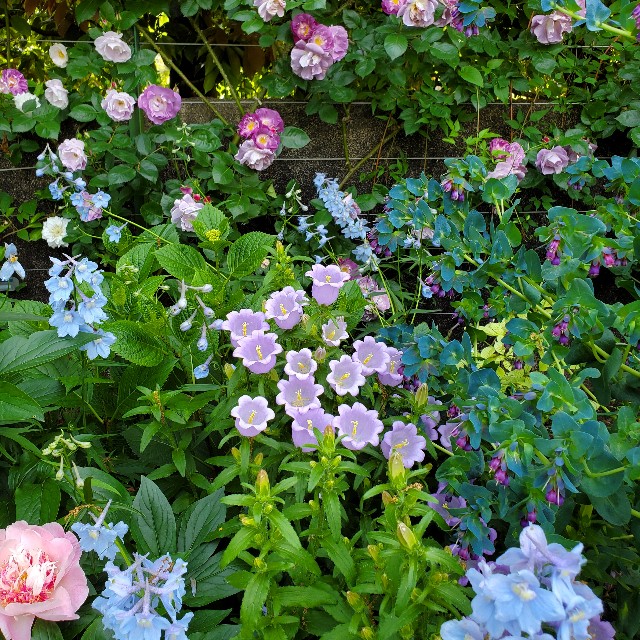 f:id:sakura__iro:20220508155542j:image f:id:sakura__iro:20220508155542j:image