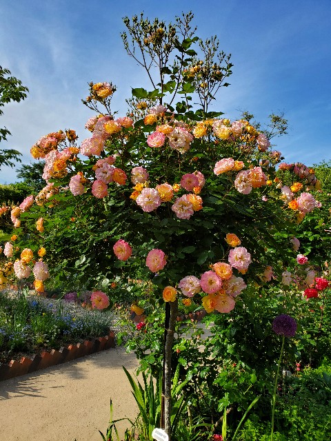 f:id:sakura__iro:20220508155746j:image f:id:sakura__iro:20220508155746j:image