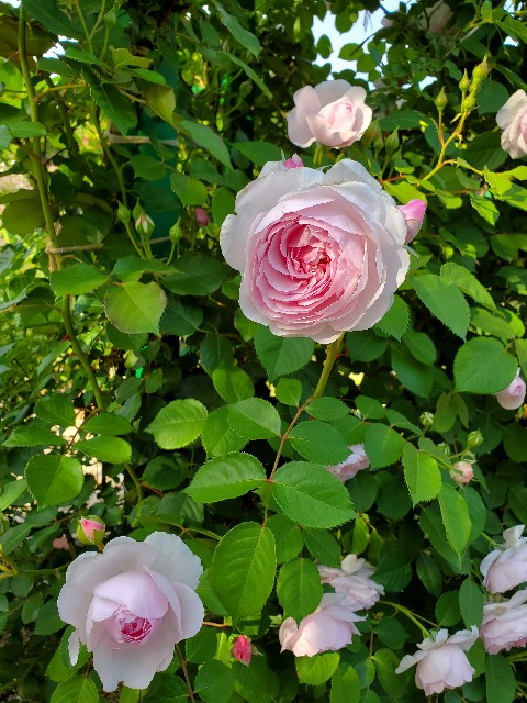 f:id:sakura__iro:20220508160055j:image f:id:sakura__iro:20220508160055j:image