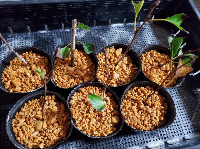 f:id:sakura__iro:20220812195124j:image