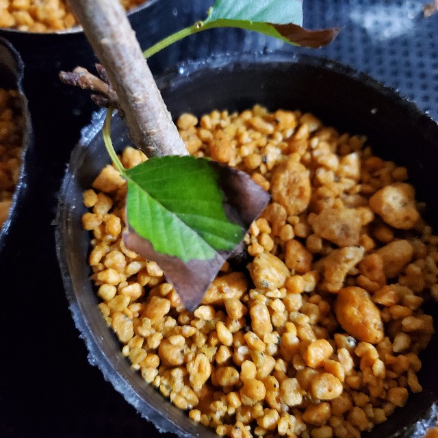 f:id:sakura__iro:20220812200841j:image