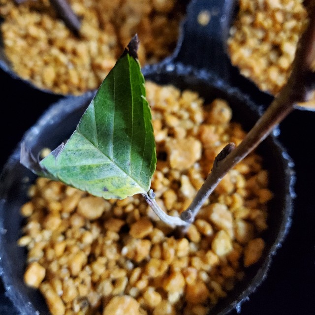 f:id:sakura__iro:20220812200844j:image