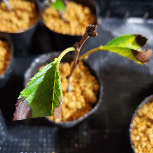 f:id:sakura__iro:20220812200849j:image