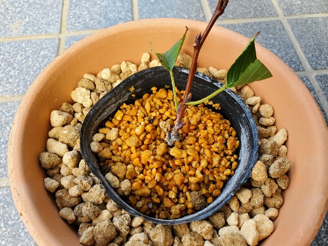 f:id:sakura__iro:20220820231319j:image