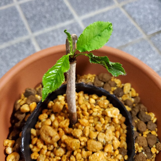 f:id:sakura__iro:20220825184310j:image