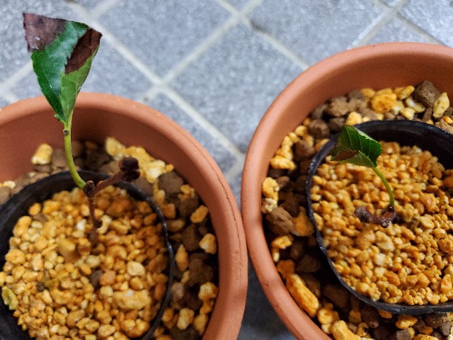 f:id:sakura__iro:20220825184359j:image