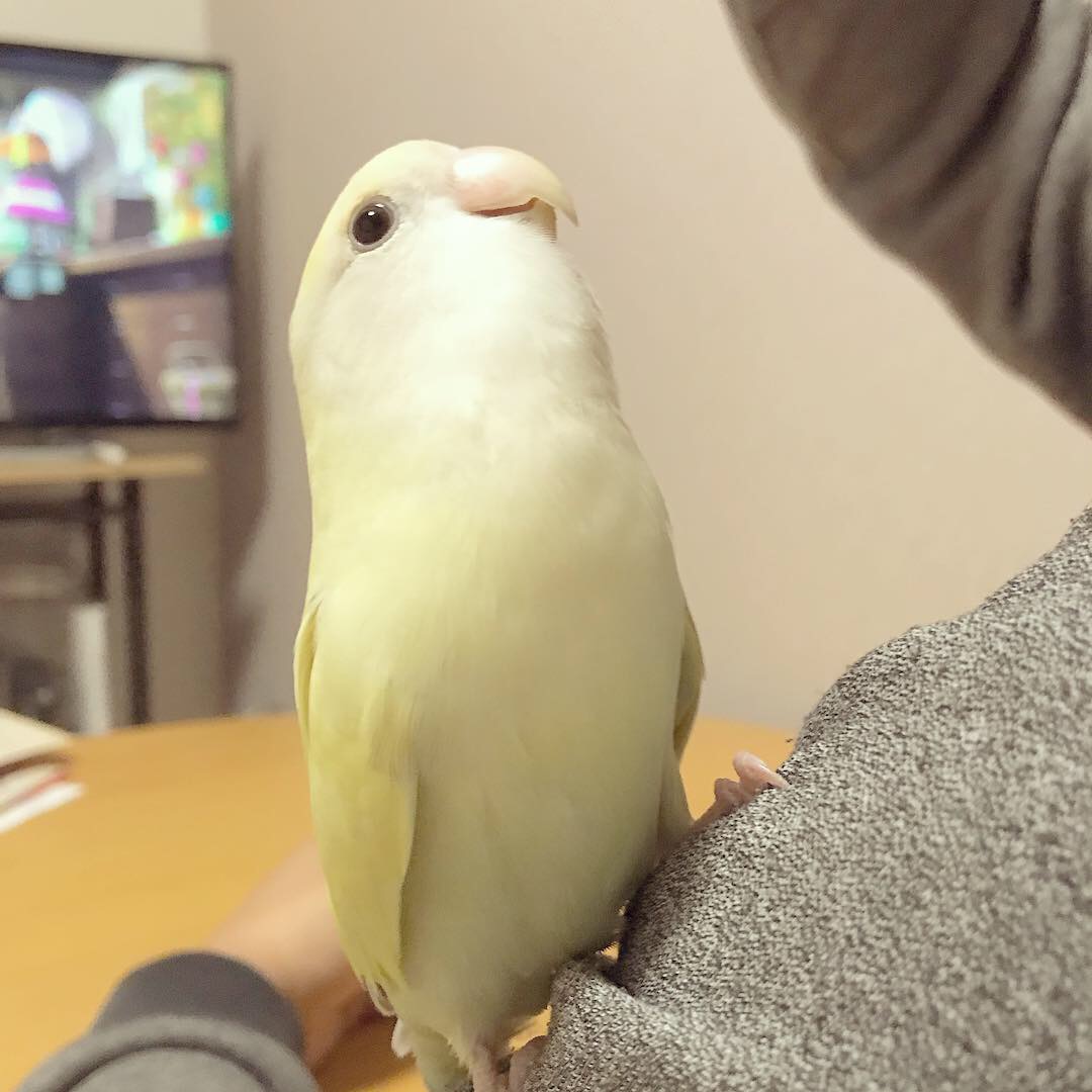 コザクラインコの嬉しい顔 おはよう おやすみ また明日