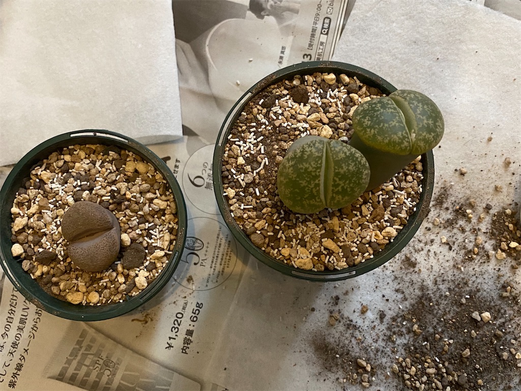 気合で植え替えた 日々のひと休み