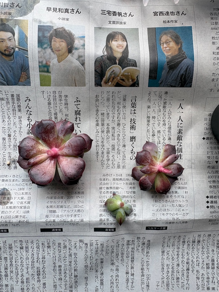 f:id:sakura_kotobuki:20260518203121j:image