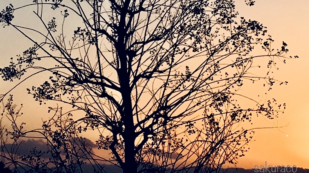 f:id:sakuraco11:20190201161705j:plain f:id:sakuraco11:20190201161705j:plain