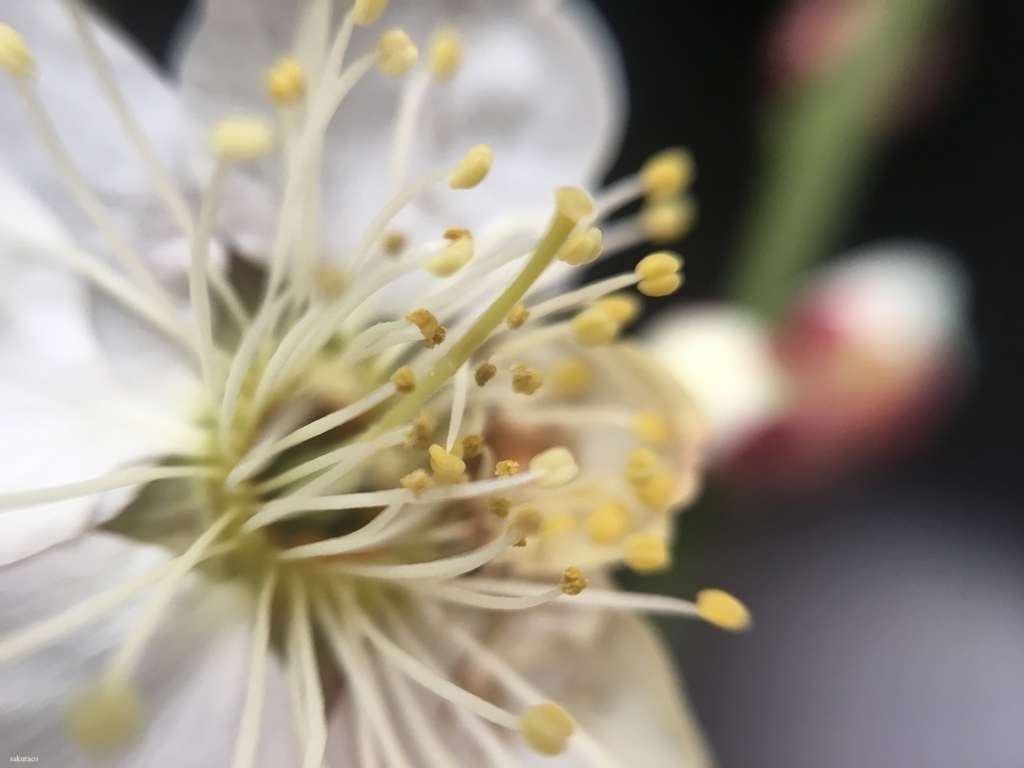 f:id:sakuraco11:20190215075306j:plain f:id:sakuraco11:20190215075306j:plain