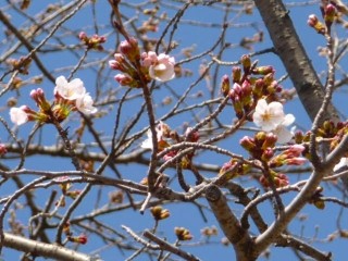 f:id:sakurada-e:20210317145544j:image f:id:sakurada-e:20210317145544j:image
