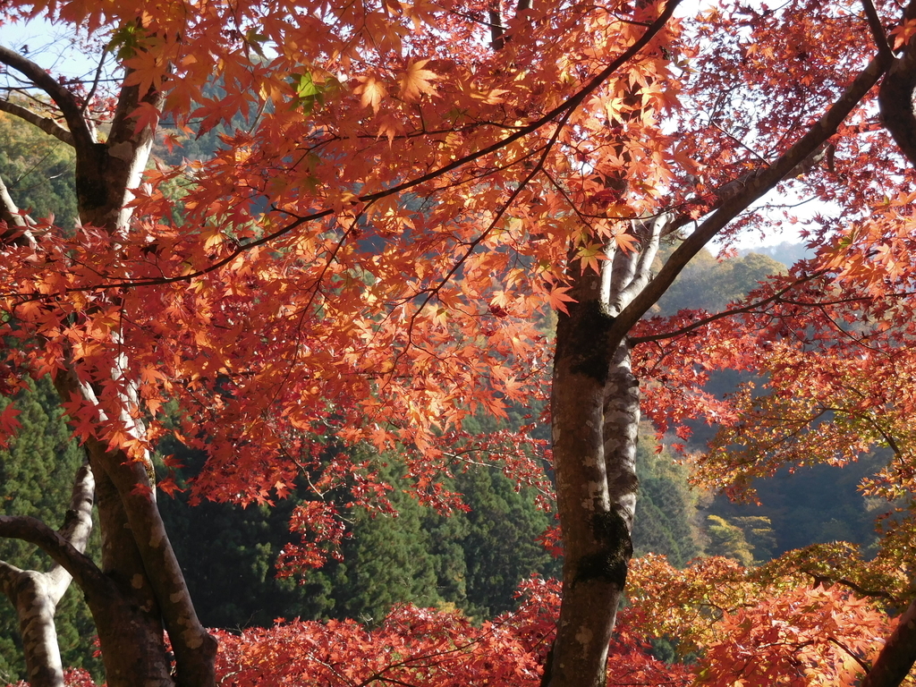 f:id:sakurado:20181113064425j:plain