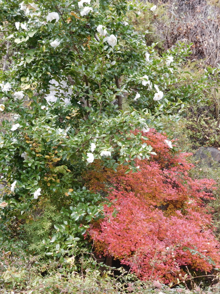 f:id:sakurado:20181114202201j:plain