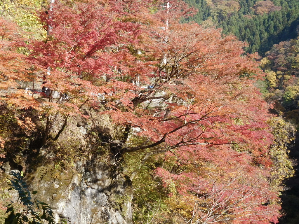 f:id:sakurado:20181114203103j:plain