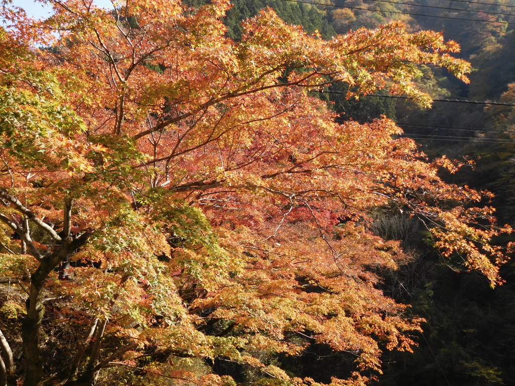 f:id:sakurado:20181114203440j:plain