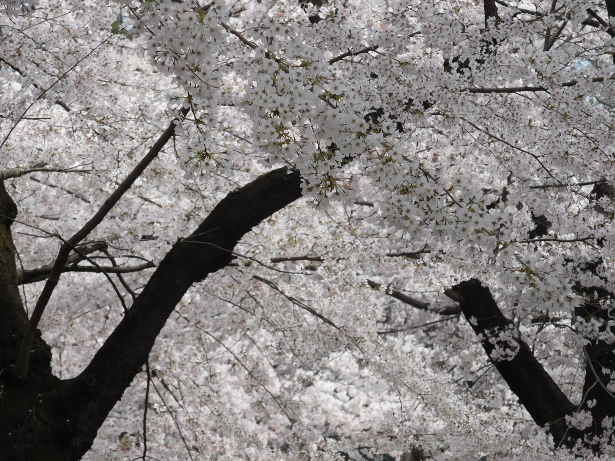 f:id:sakurado:20190406051538j:plain