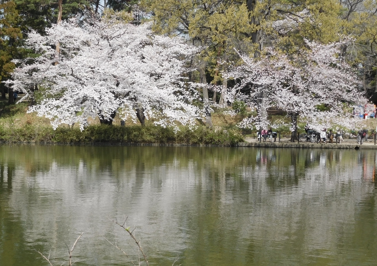 f:id:sakurado:20190406051759j:plain