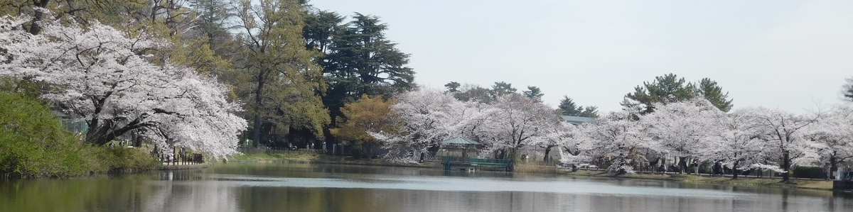 f:id:sakurado:20190406051826j:plain