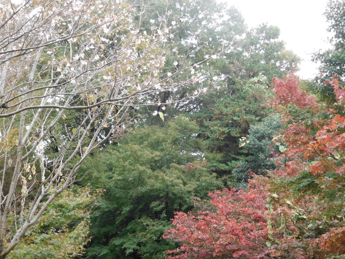 f:id:sakurado:20191128134114j:plain f:id:sakurado:20191128134114j:plain