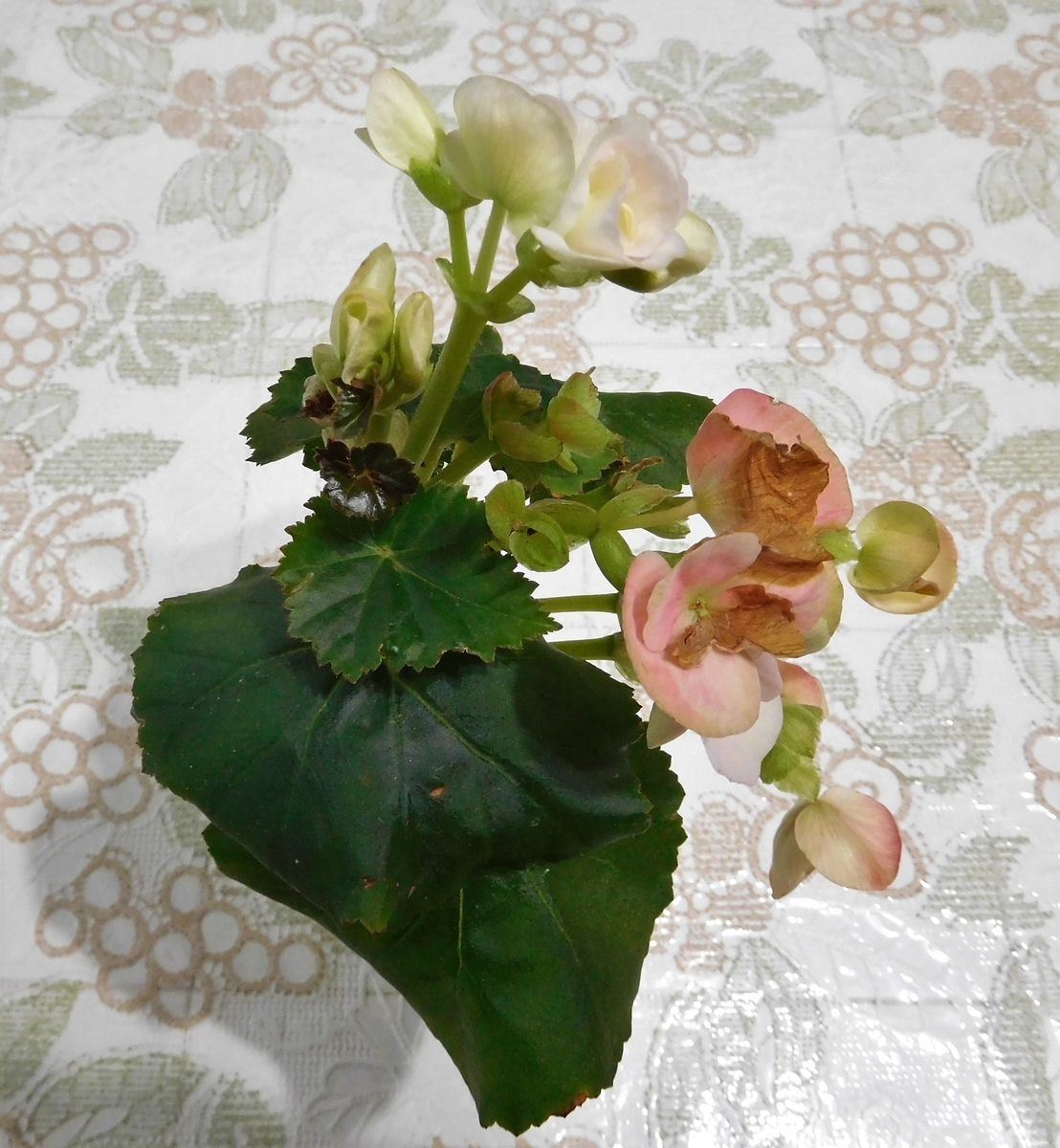 f:id:sakurado:20200224085210j:plain
