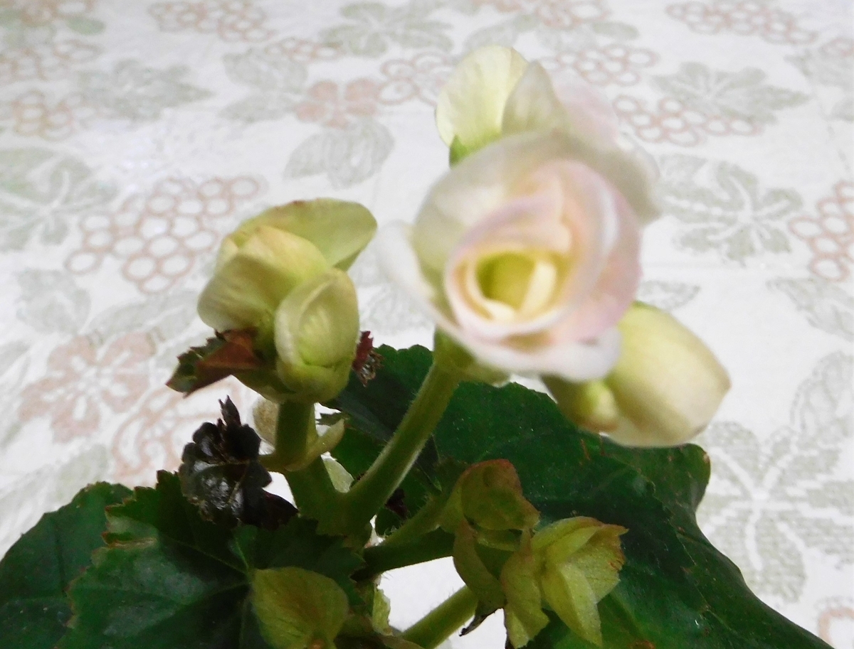 f:id:sakurado:20200224085230j:plain f:id:sakurado:20200224085230j:plain