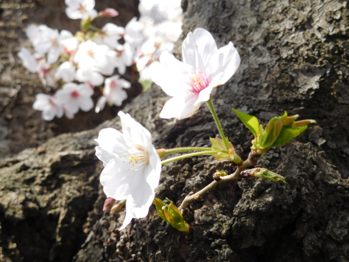 f:id:sakurado:20200327103223j:plain