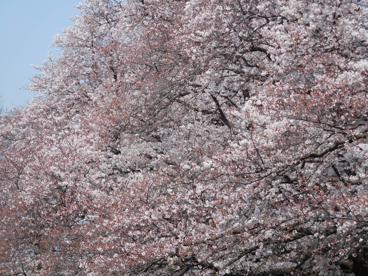 f:id:sakurado:20200327103621j:plain