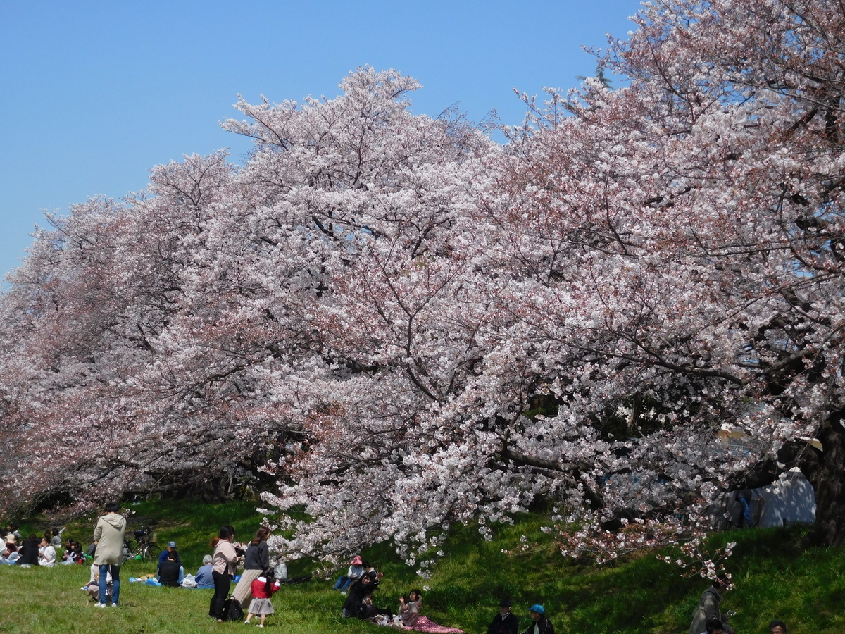 f:id:sakurado:20200327103638j:plain