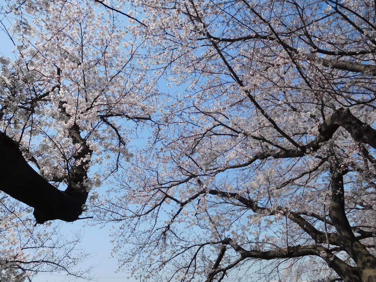 f:id:sakurado:20200327103652j:plain