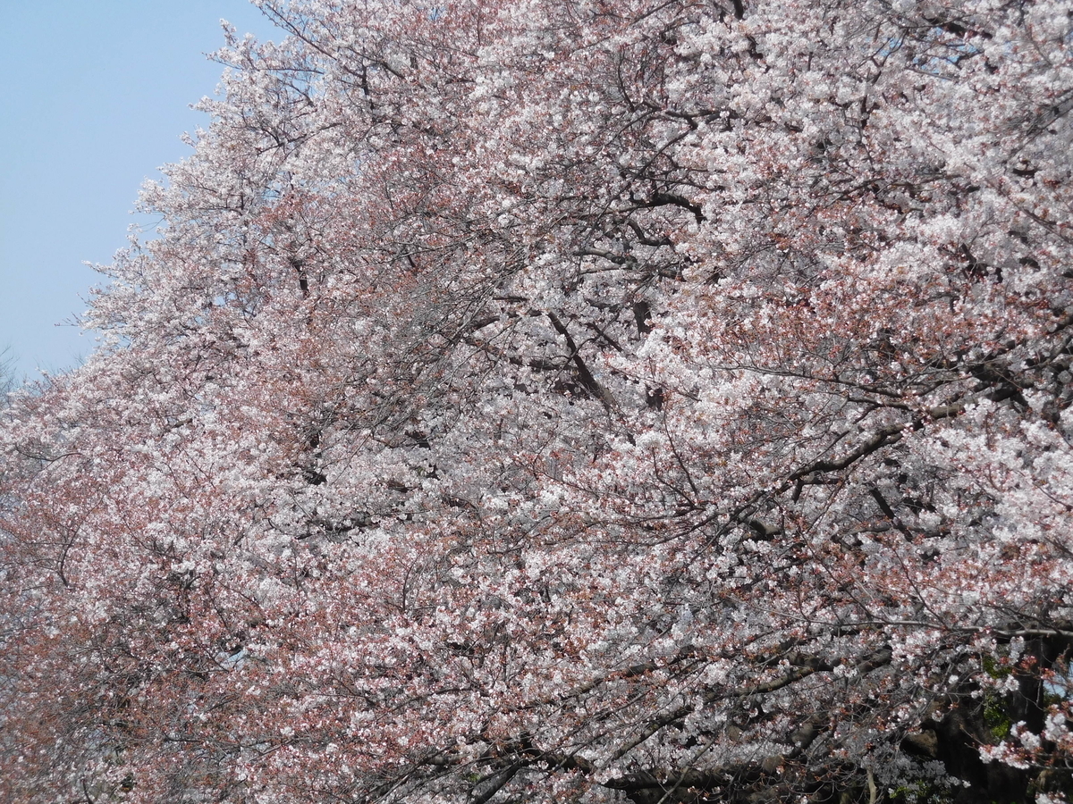 f:id:sakurado:20200327134726j:plain