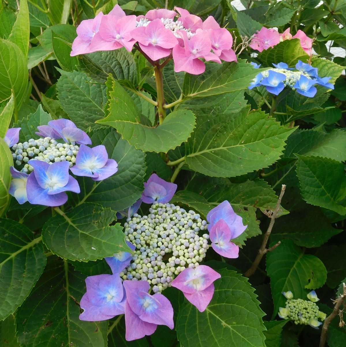 f:id:sakurado:20200611094847j:plain