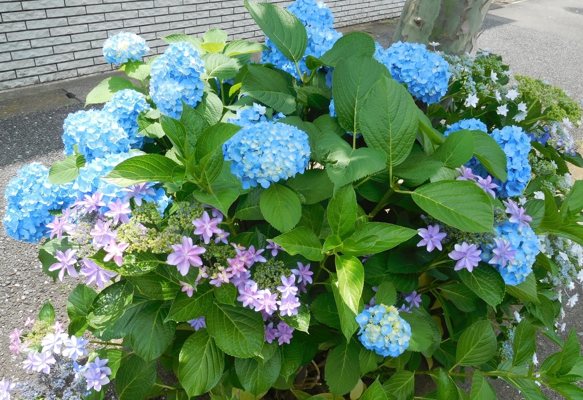 f:id:sakurado:20200611095237j:plain