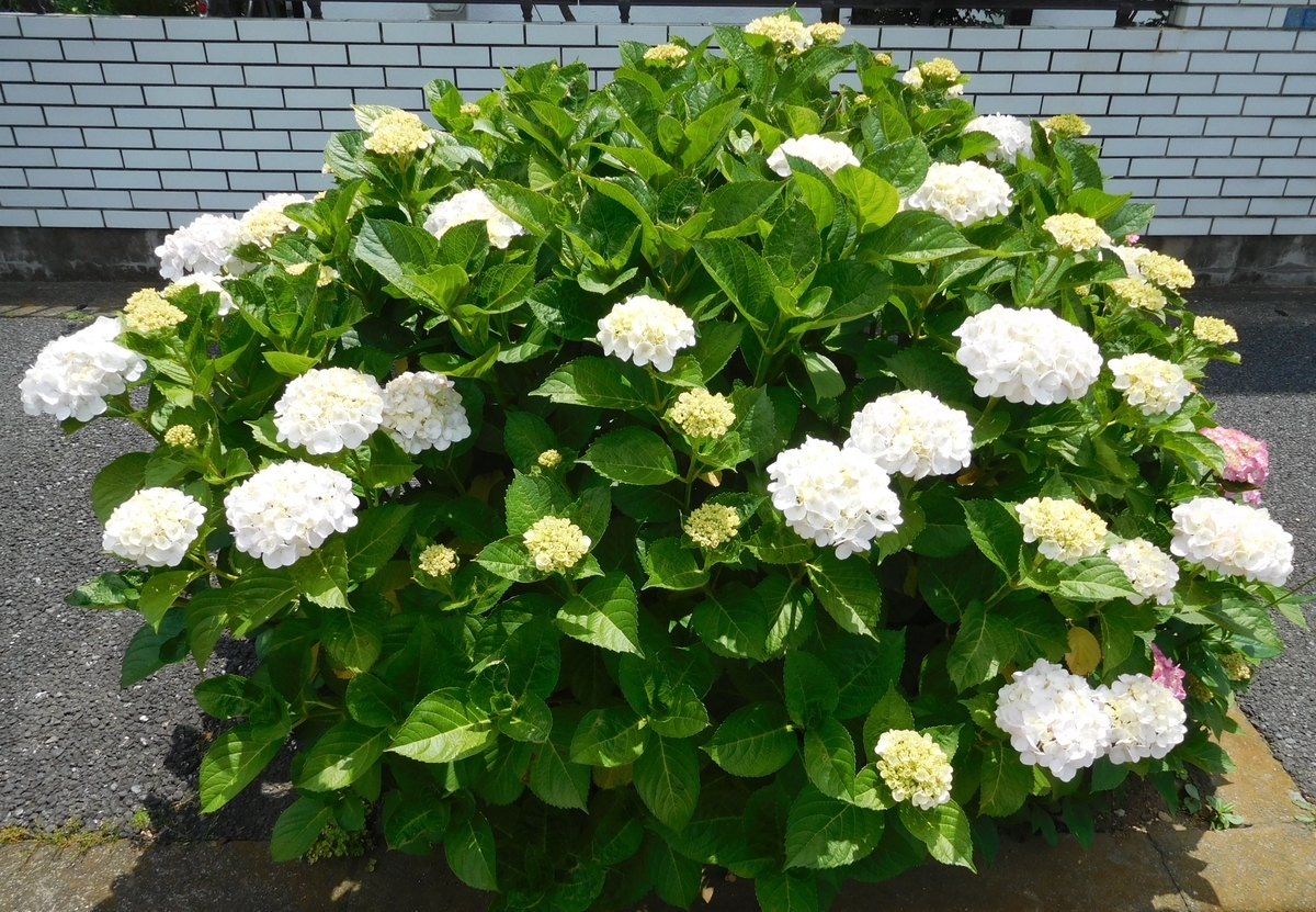 f:id:sakurado:20200611095320j:plain