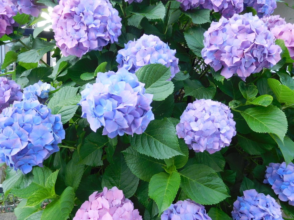 f:id:sakurado:20200611095420j:plain