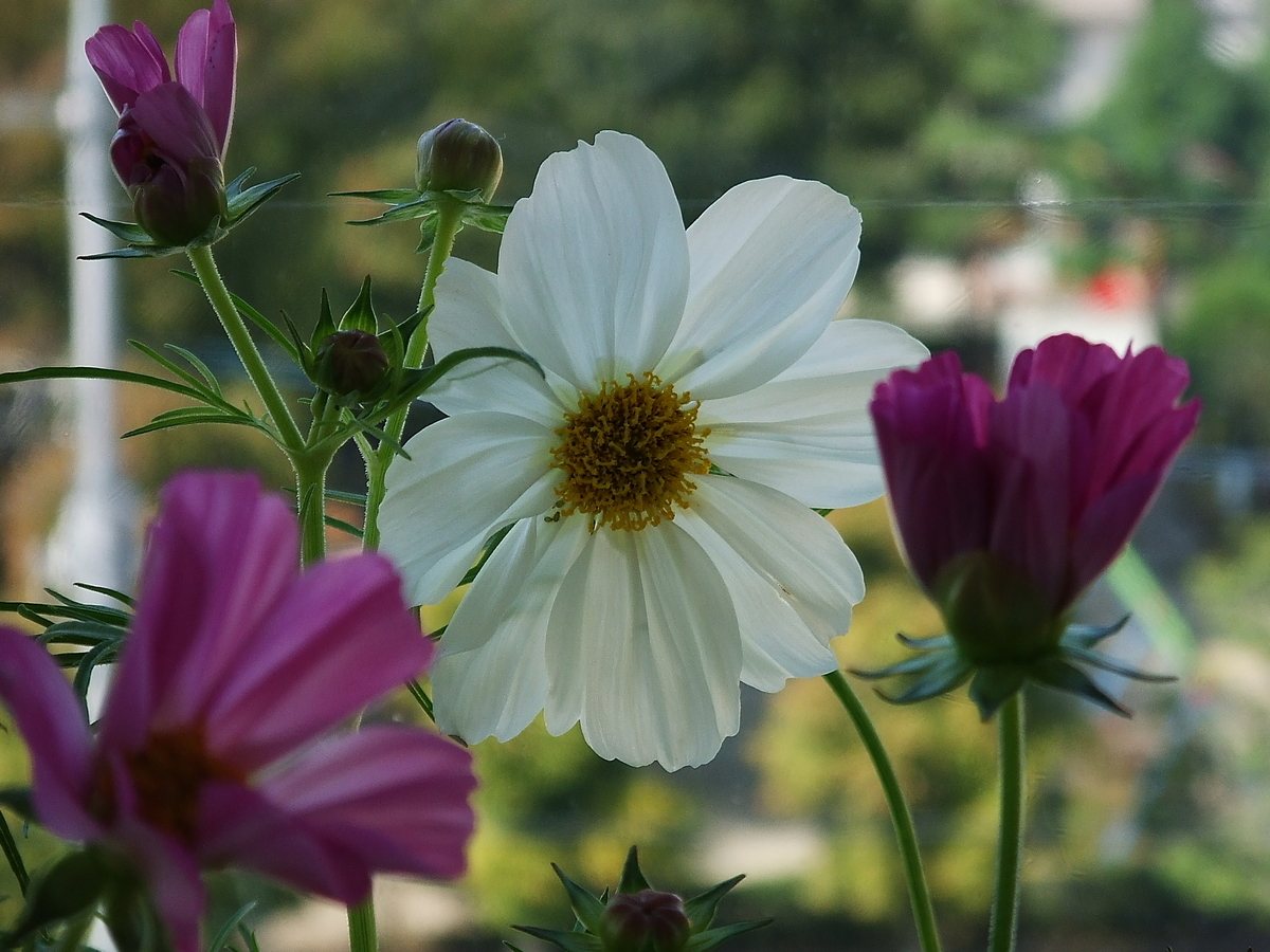 f:id:sakurado:20201108091035j:plain f:id:sakurado:20201108091035j:plain