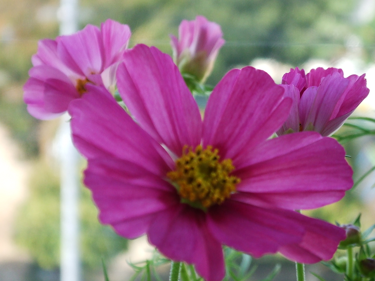 f:id:sakurado:20201108115323j:plain f:id:sakurado:20201108115323j:plain