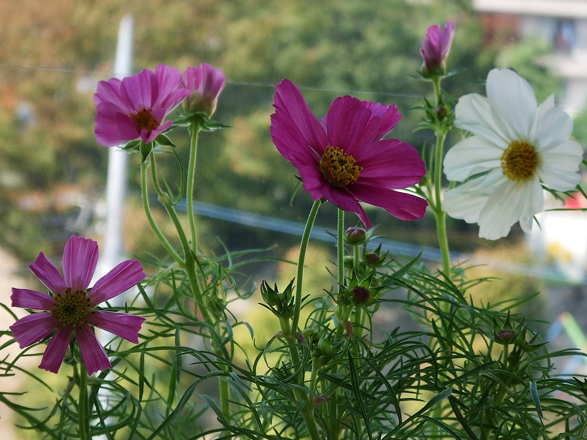 f:id:sakurado:20201109105603j:plain f:id:sakurado:20201109105603j:plain