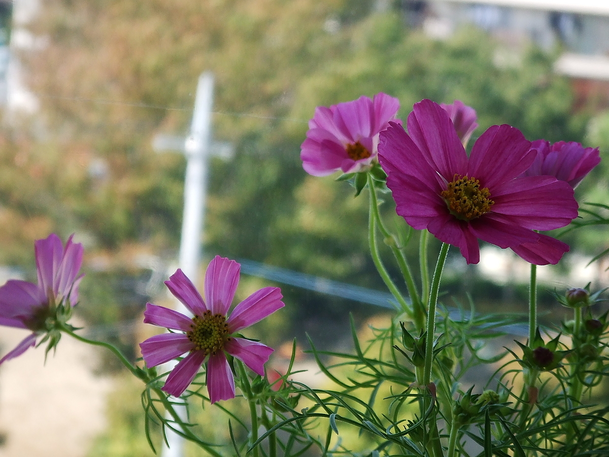 f:id:sakurado:20201109105625j:plain f:id:sakurado:20201109105625j:plain