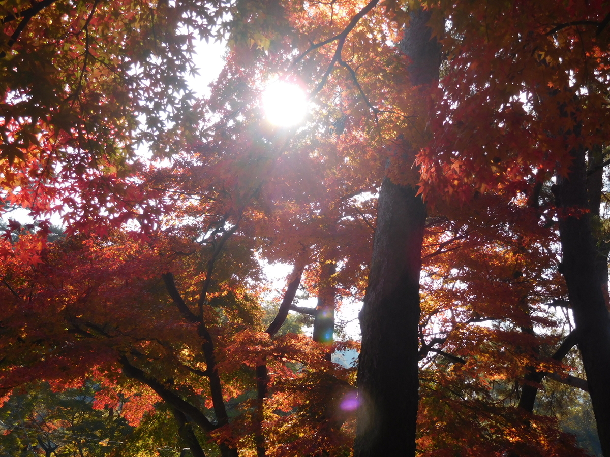 f:id:sakurado:20201124163045j:plain