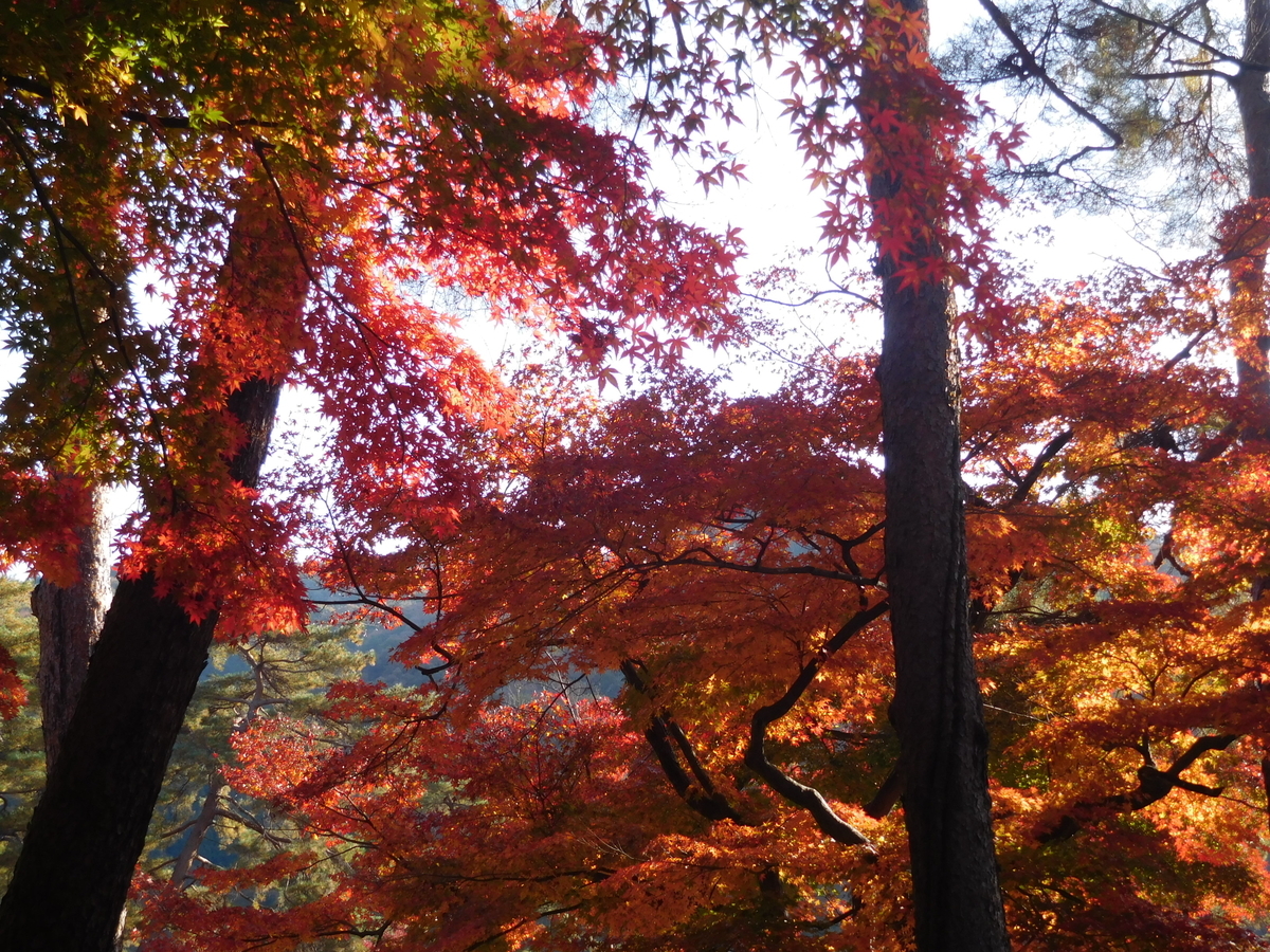 f:id:sakurado:20201124163151j:plain