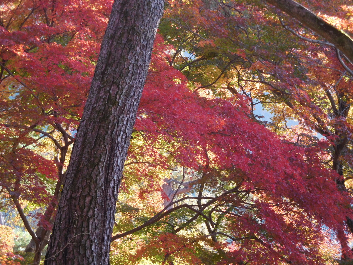 f:id:sakurado:20201124163209j:plain