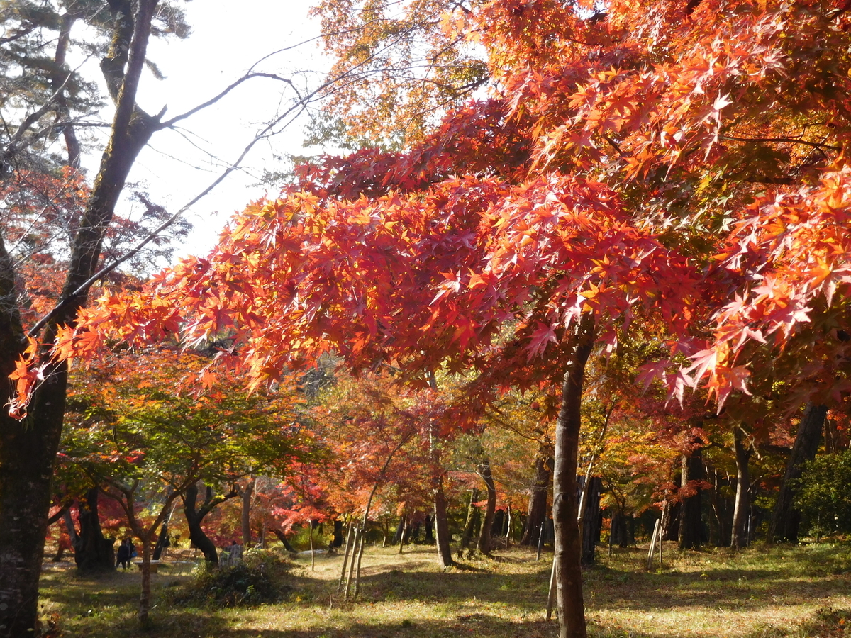 f:id:sakurado:20201124163229j:plain