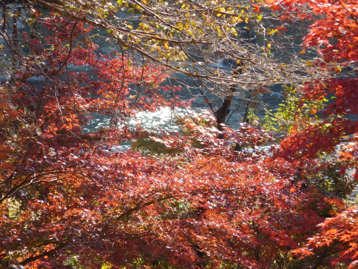 f:id:sakurado:20201124163327j:plain