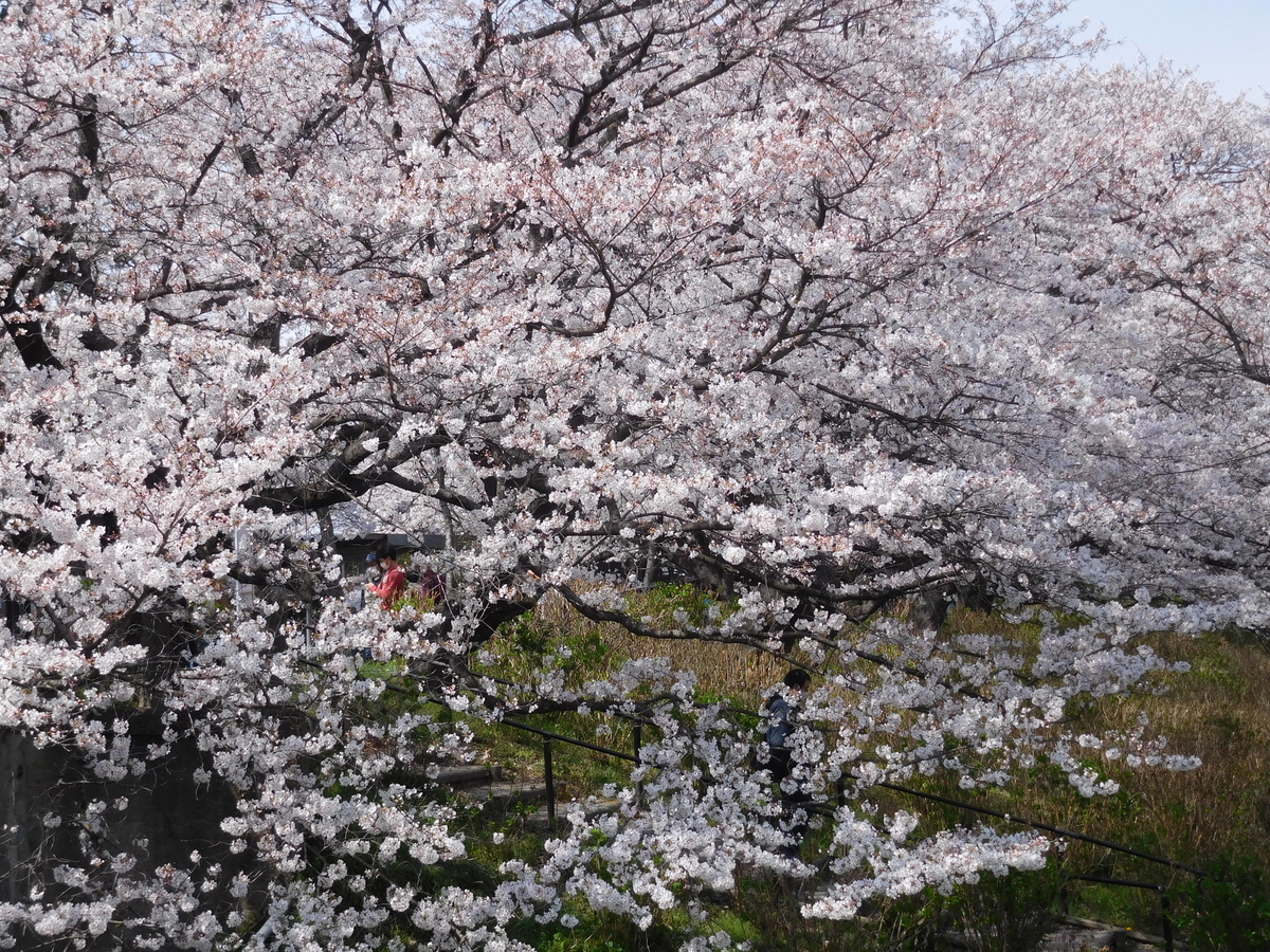 f:id:sakurado:20210328090010j:plain