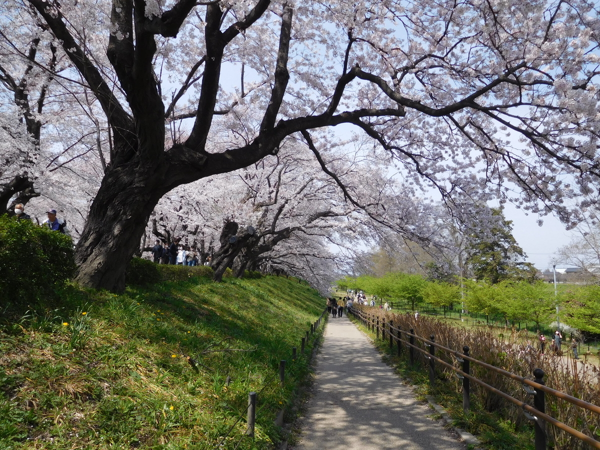 f:id:sakurado:20210328090328j:plain